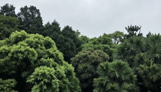 狂人站群系统在运营中的使用误区与应对策略